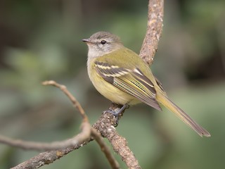  - Sclater's Tyrannulet