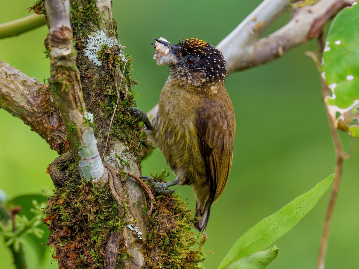 Olivaceous Piculet - Picumnus olivaceus - Birds of the World