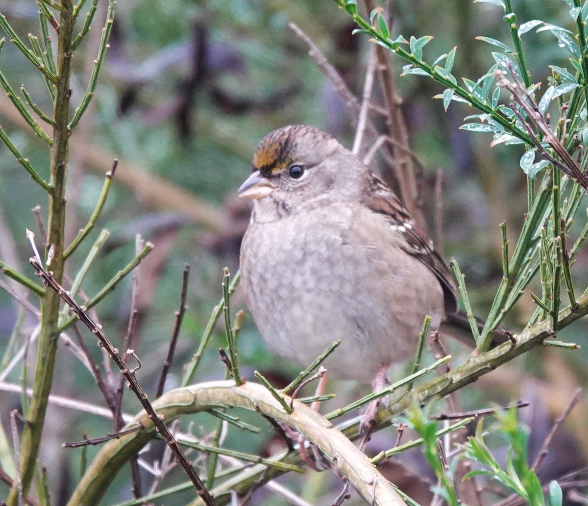 Golden-crowned Sparrow - franci Holtslander