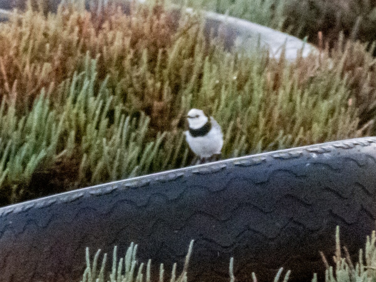 White-fronted Chat - ML610812490