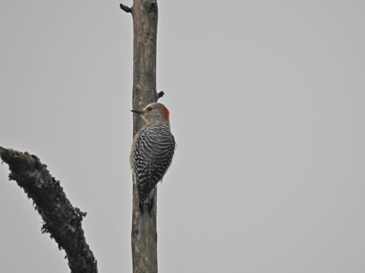 Red-crowned Woodpecker - ML610812501