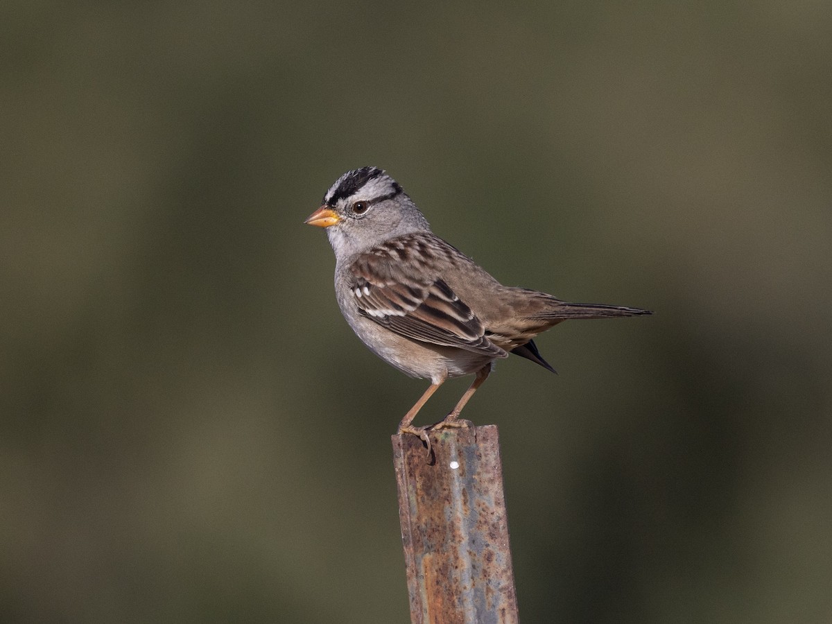 White-crowned Sparrow - Angus Wilson