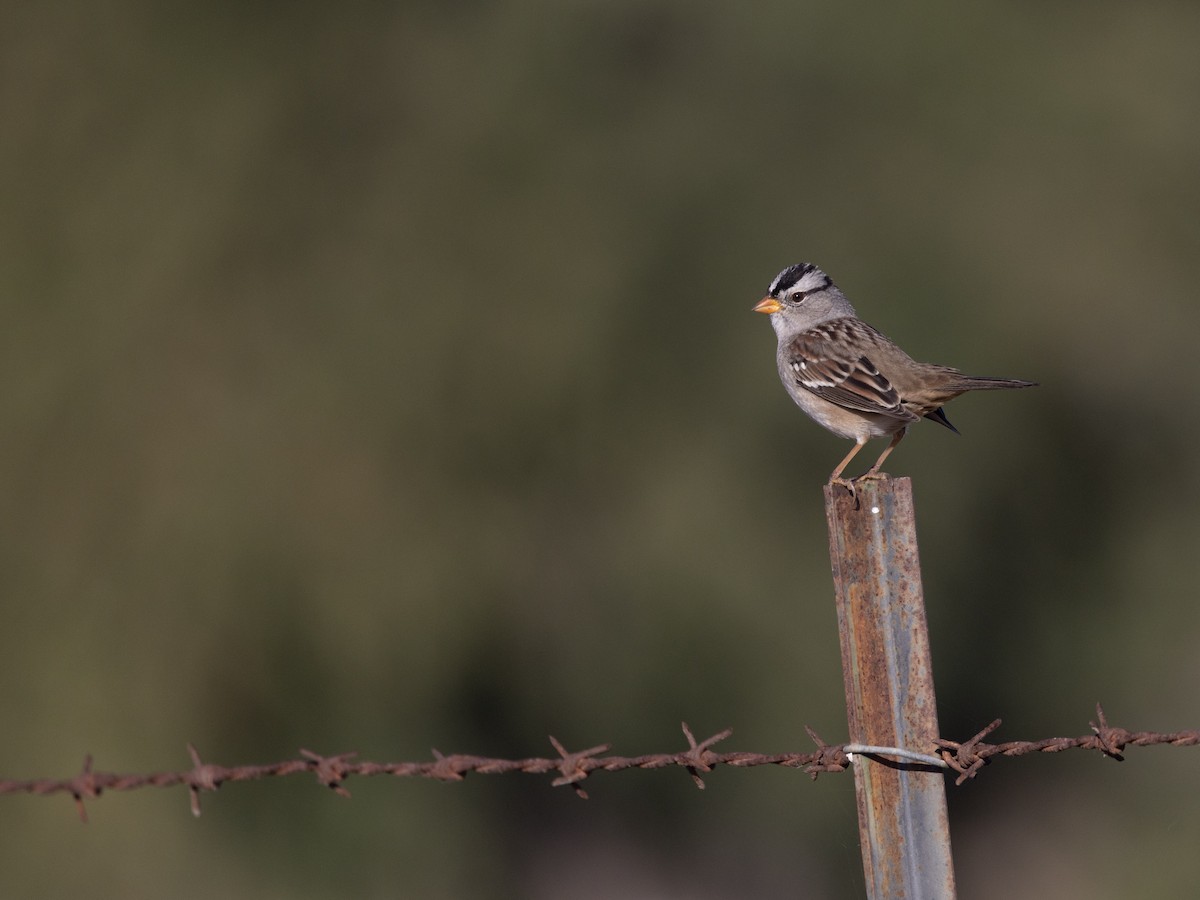 White-crowned Sparrow - ML610812868