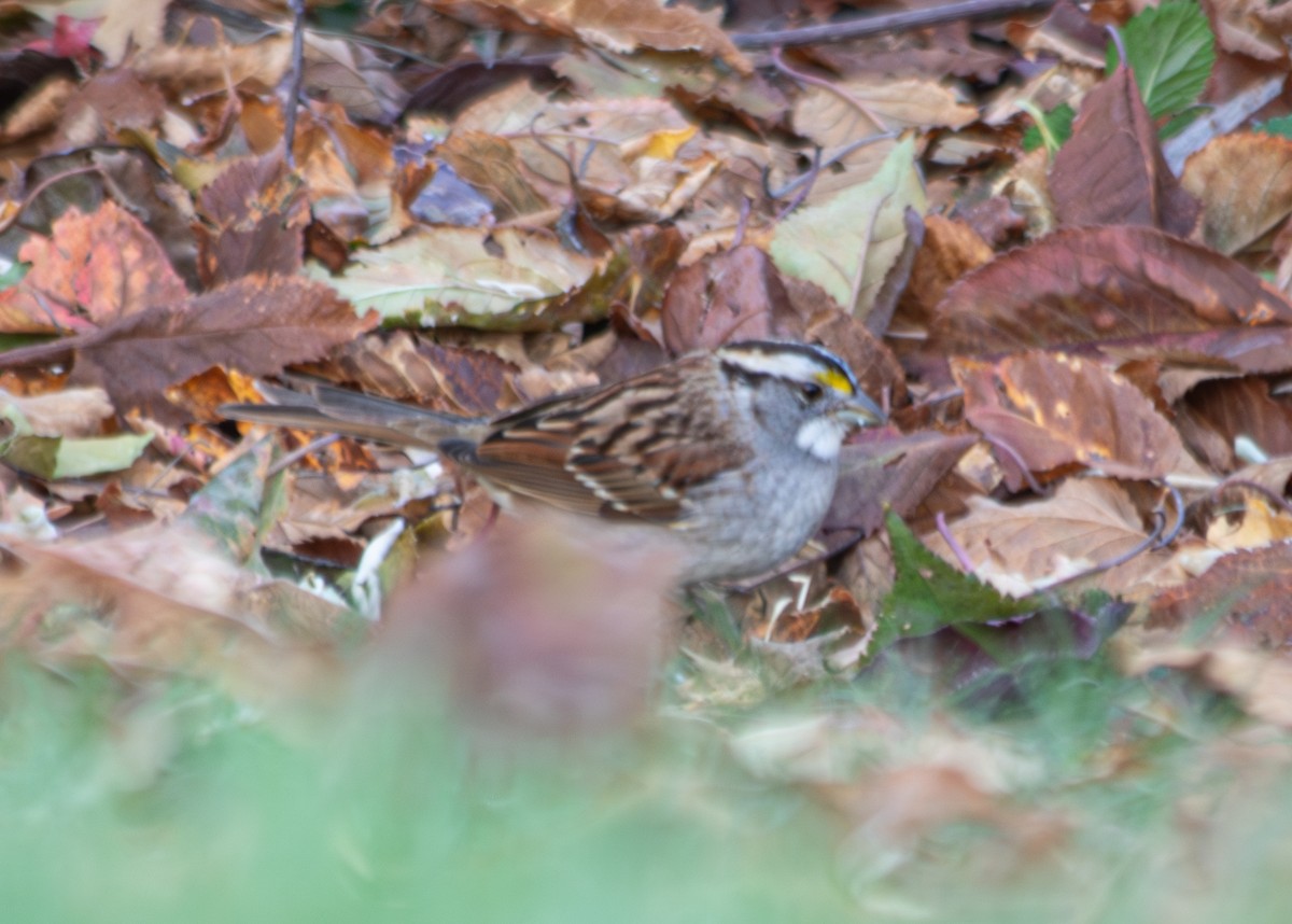 White-throated Sparrow - ML610813386