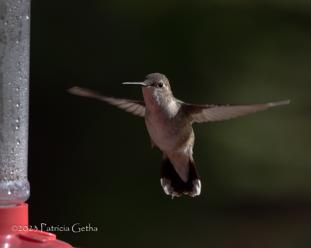 Black-chinned Hummingbird - ML610813515