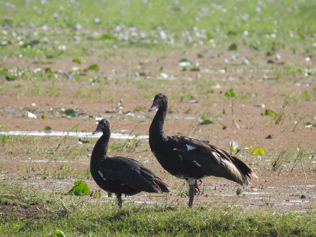 Spur-winged Goose (Northern) - ML610813529