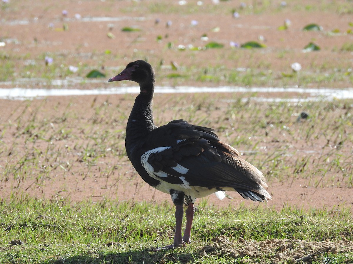 Spur-winged Goose (Northern) - ML610813532