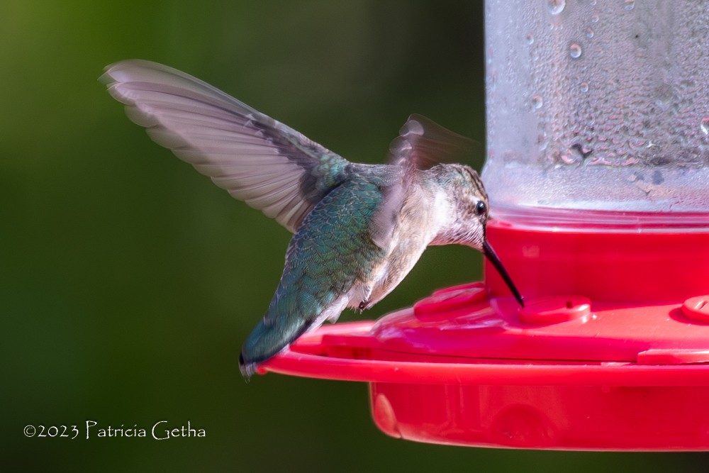 Black-chinned Hummingbird - Patricia Getha