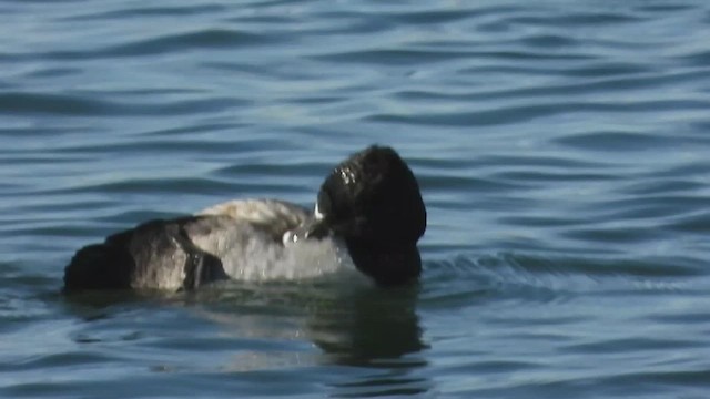 Ring-necked Duck - ML610813744