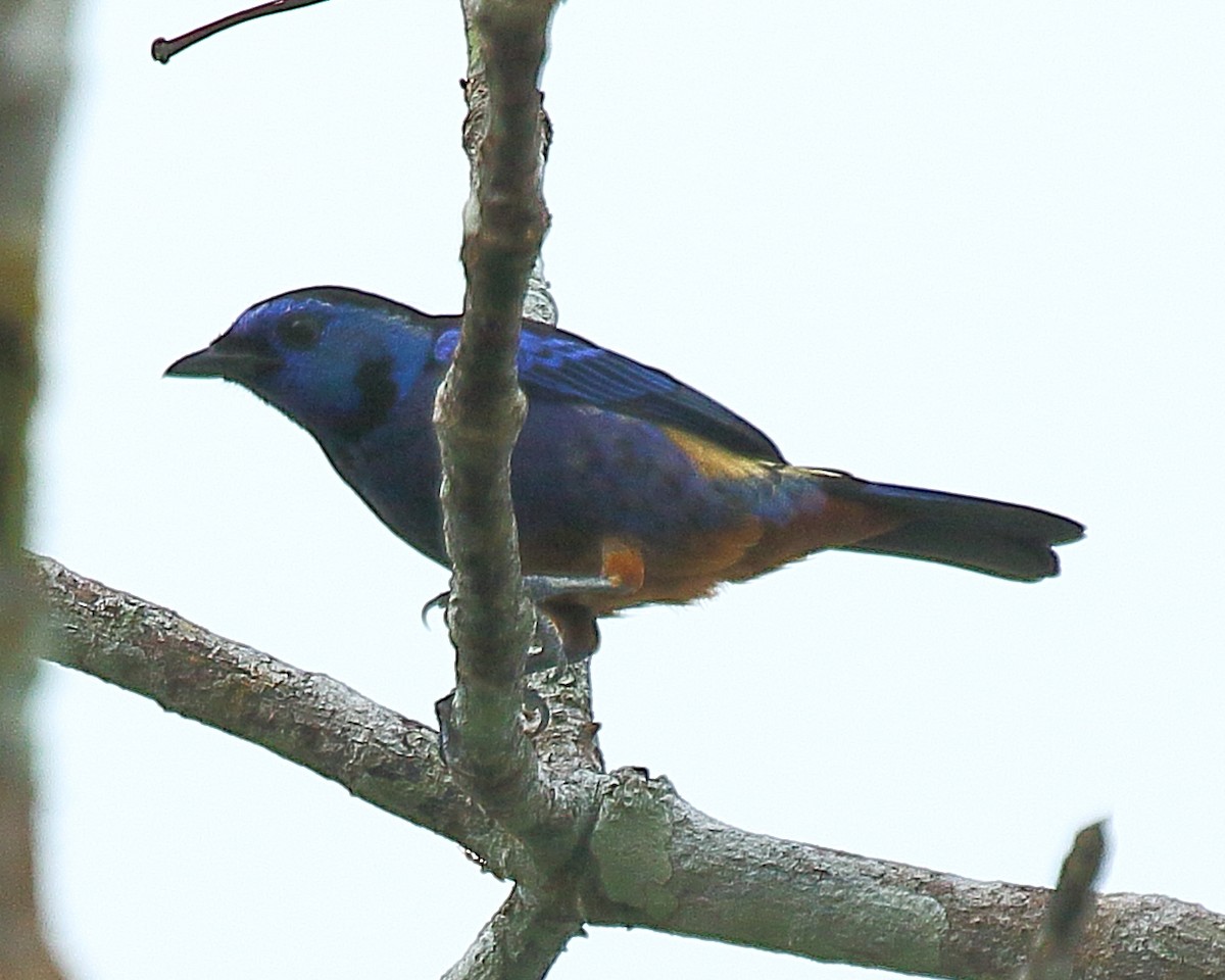 Opal-rumped Tanager - ML610813956