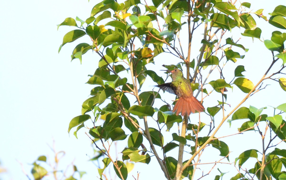 Rufous-tailed Hummingbird - ML610814044