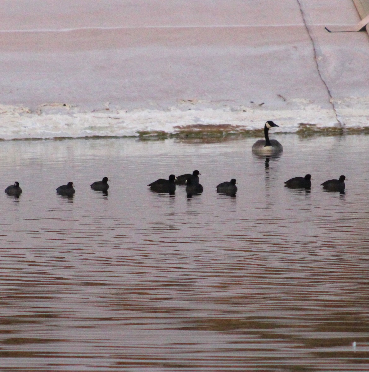 Ebird Checklist Nov Az Page Wtp Species