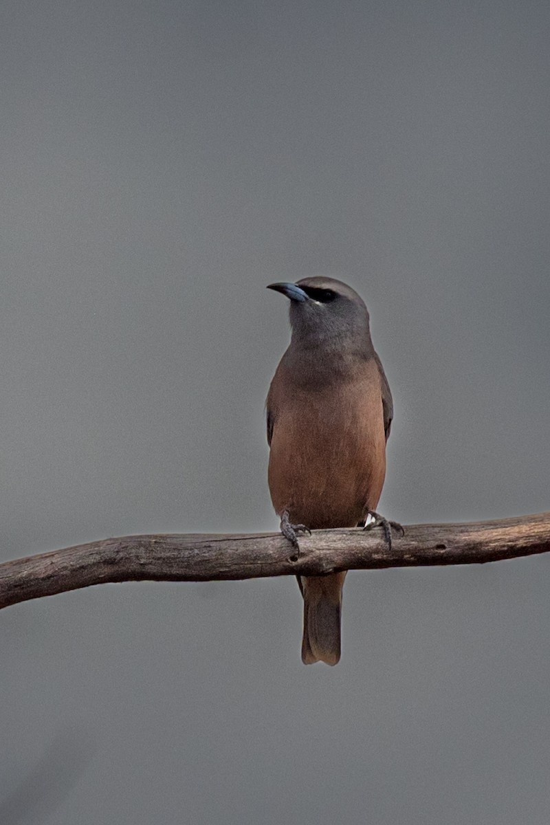White-browed Woodswallow - ML610814660