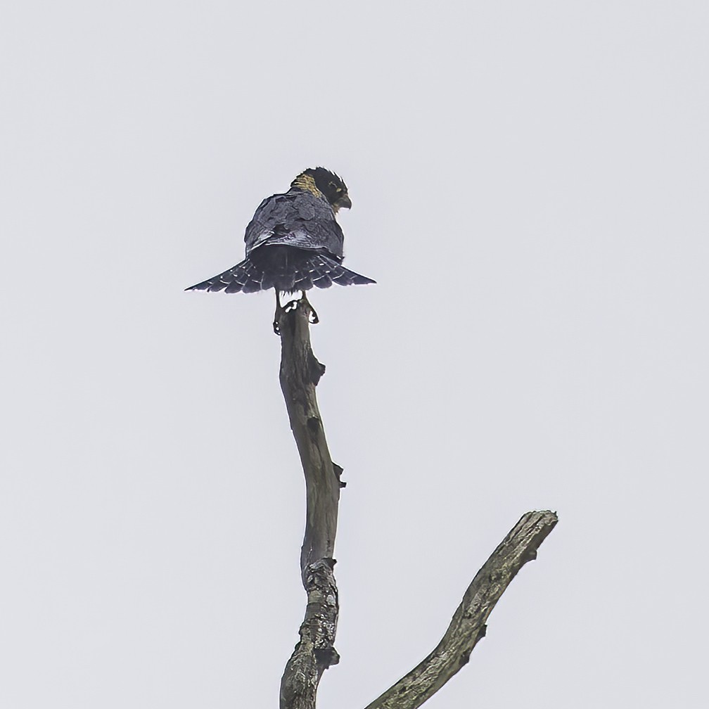 eBird Checklist 31 Oct 2023 Canopy Adventure 14 species