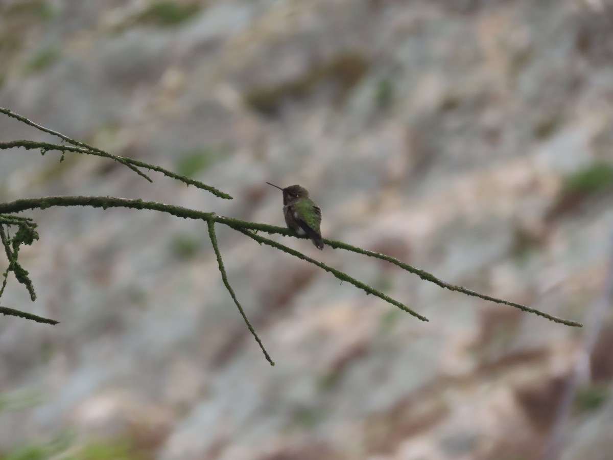 Anna's Hummingbird - ML610815095