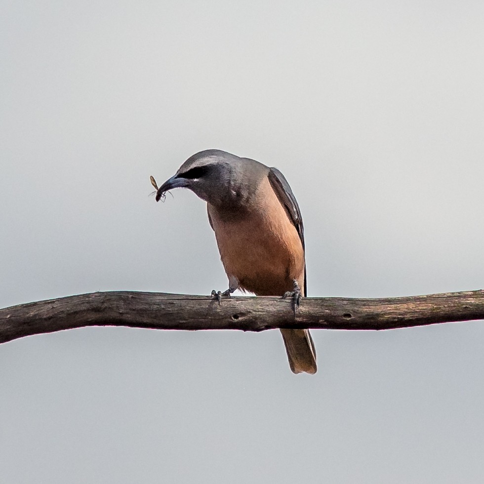 White-browed Woodswallow - ML610815128