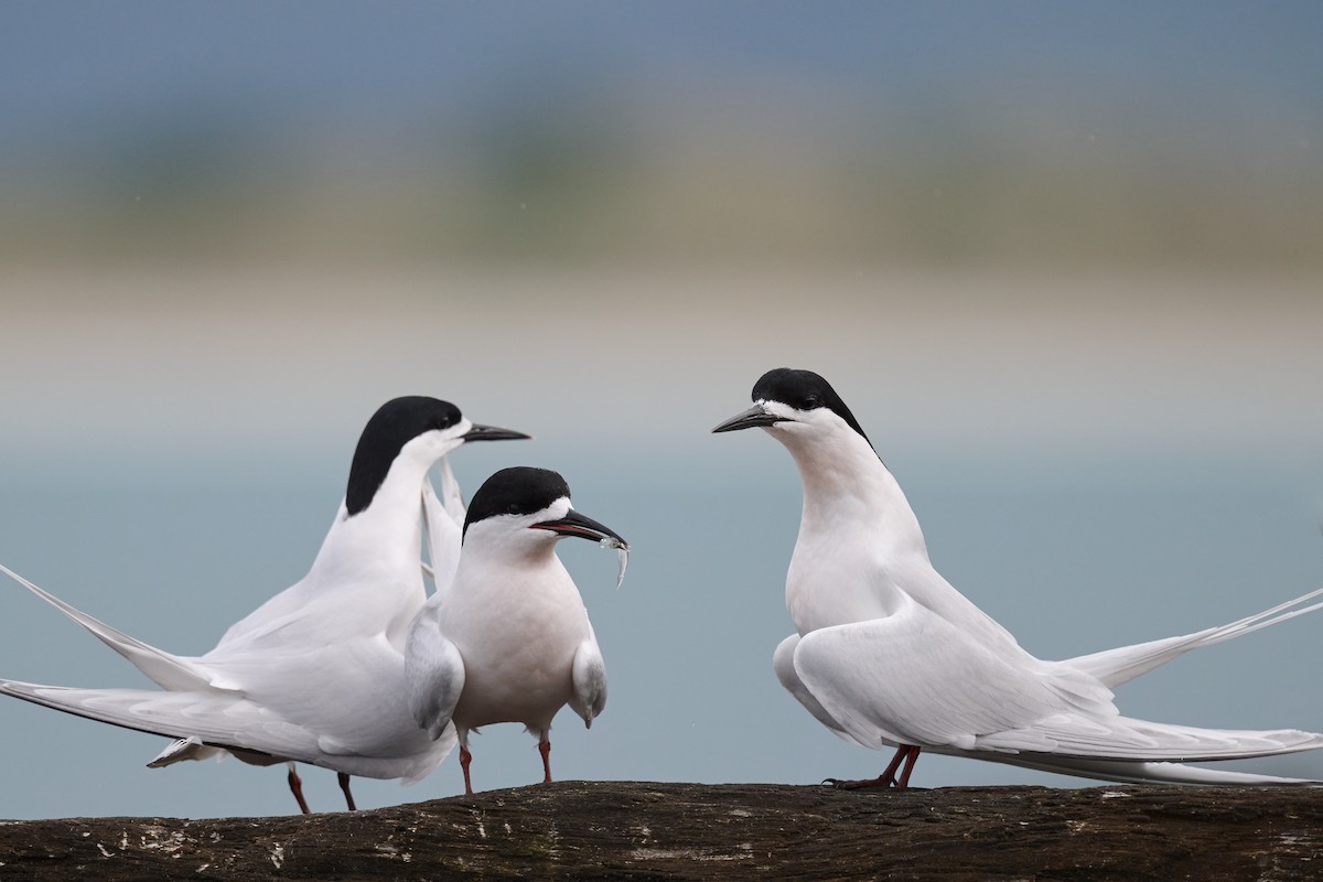 White-fronted Tern - ML610815171
