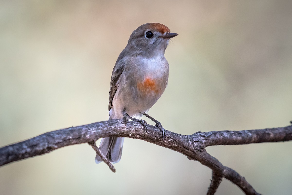 Red-capped Robin - ML610815264