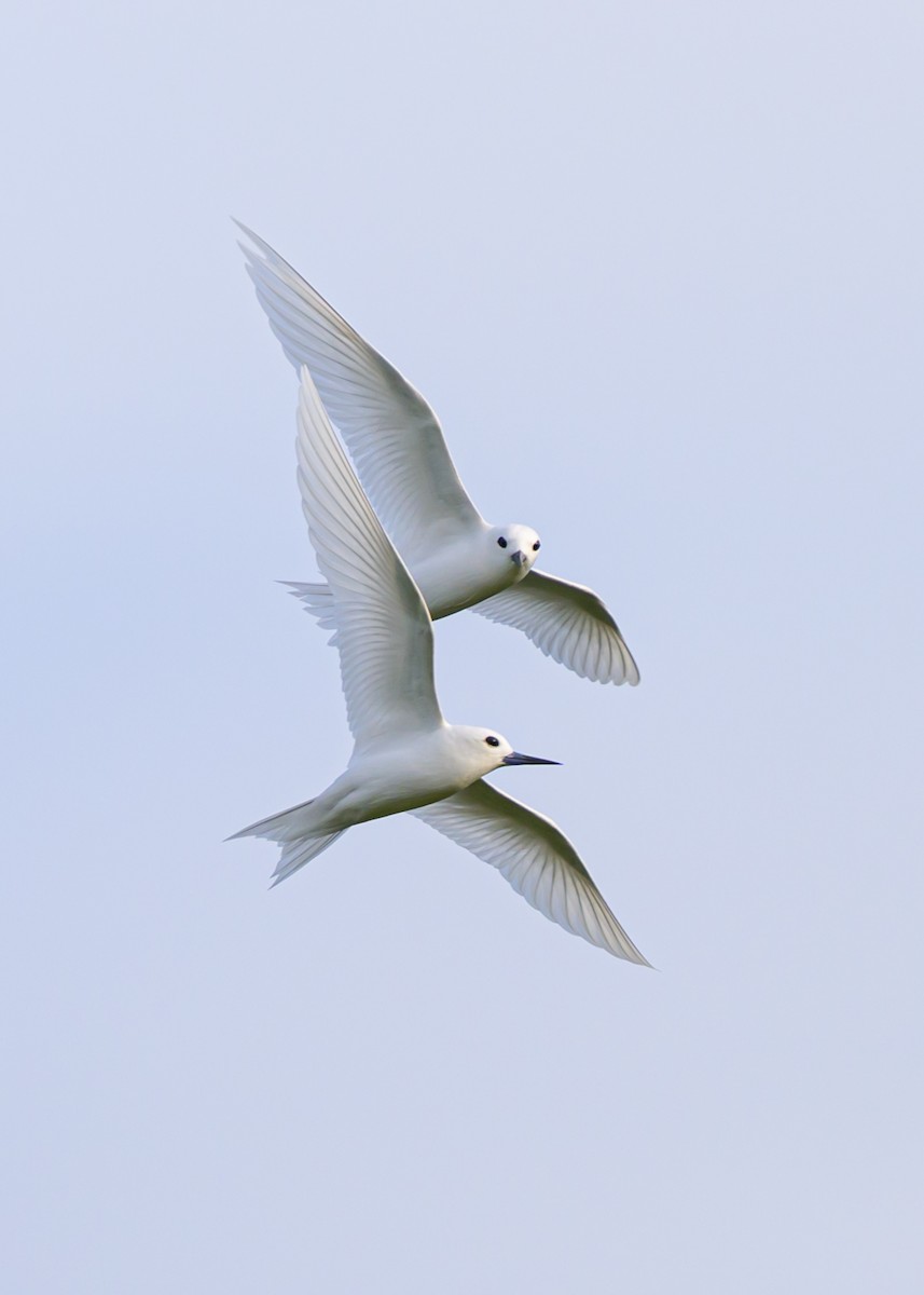 White Tern - ML610815397