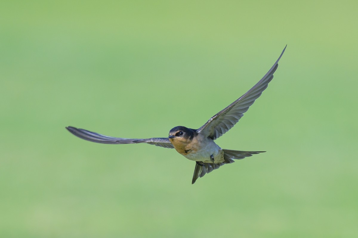 Welcome Swallow - ML610815401