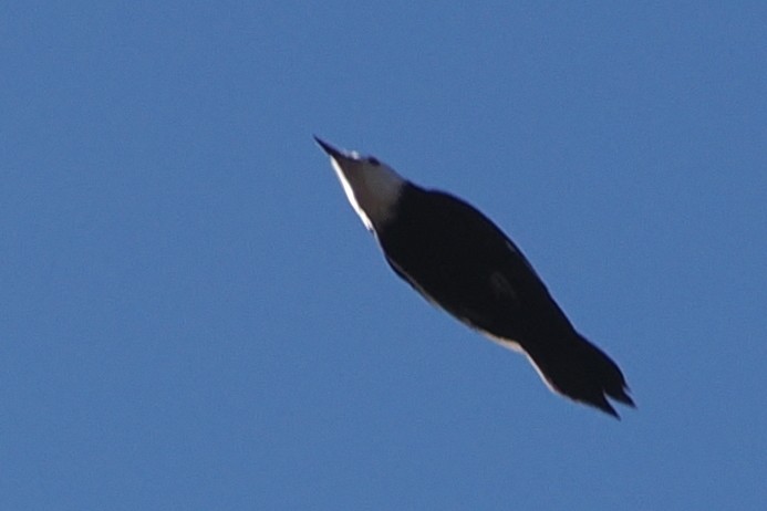 White-headed Woodpecker - steve b