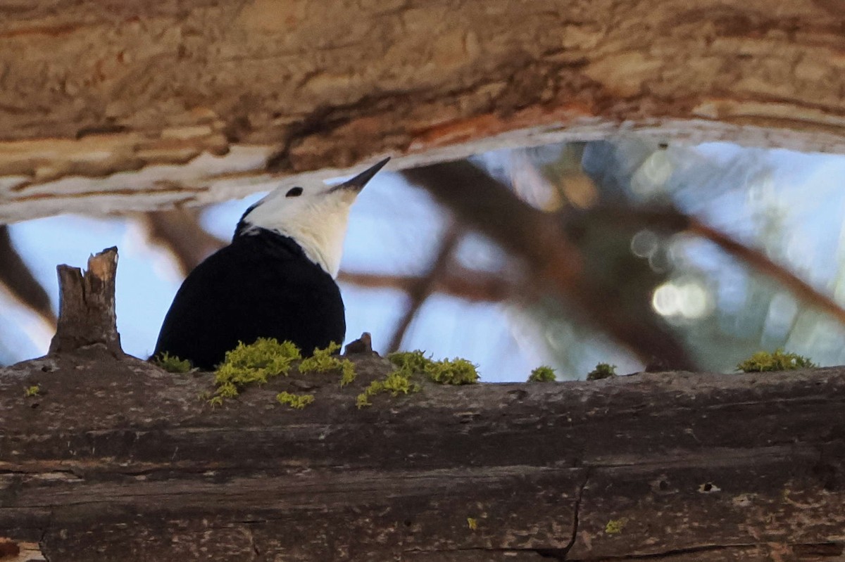 White-headed Woodpecker - ML610815445