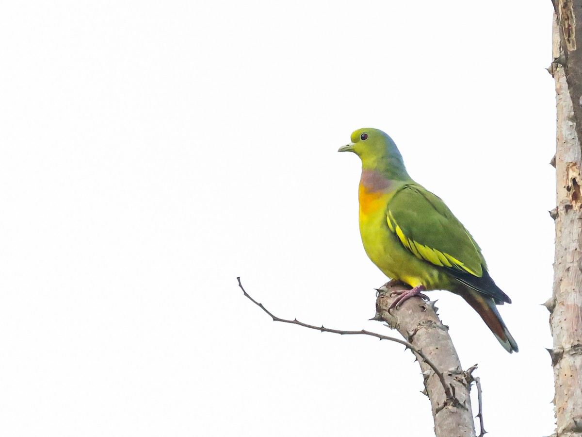橙胸綠鳩 - ML610815830