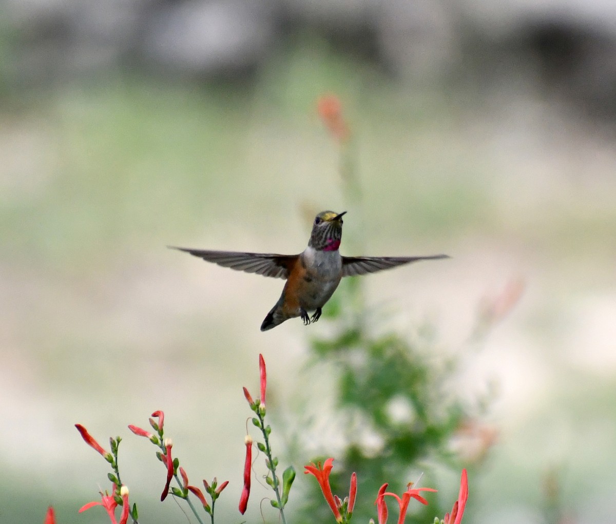 Broad-tailed Hummingbird - ML610815862