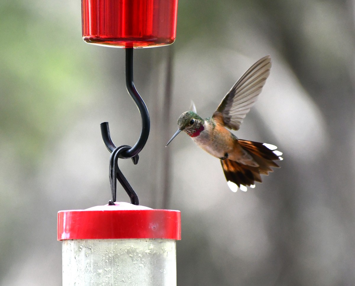 Broad-tailed Hummingbird - ML610815863
