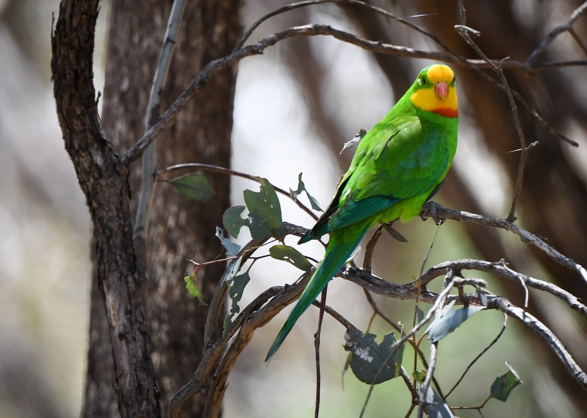 eBird Checklist - 6 Nov 2023 - Morongla Cemetery - 11 species