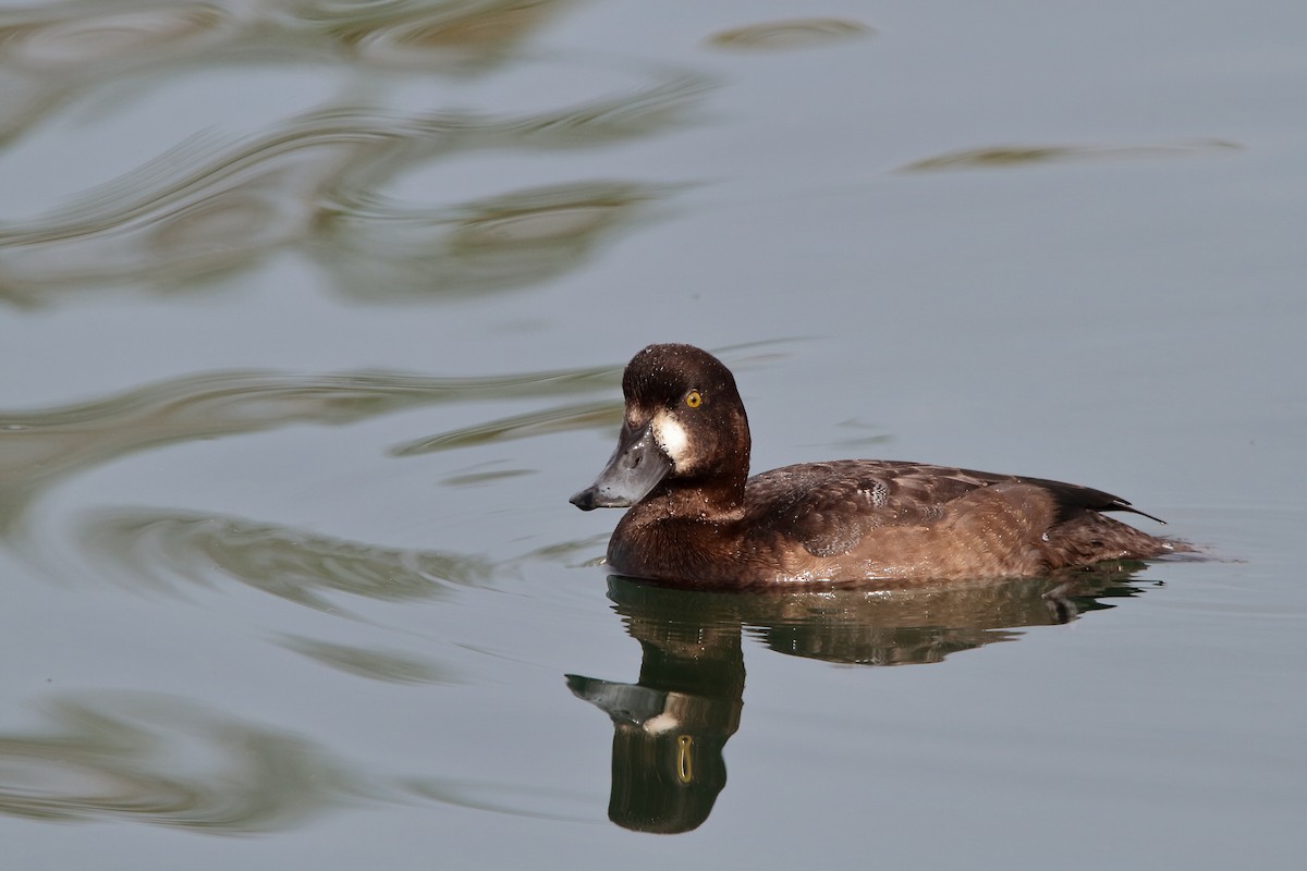 Greater Scaup - ML610816020