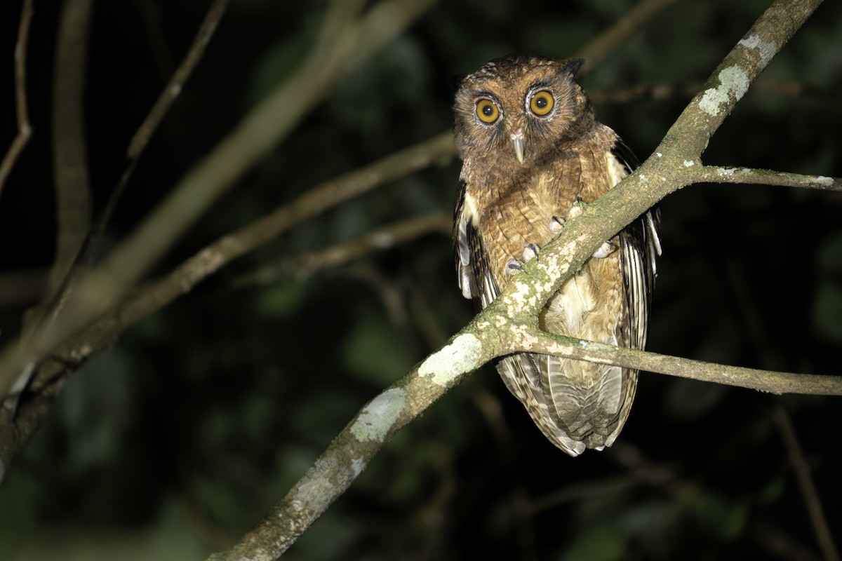 Tawny-bellied Screech-Owl - ML610816849