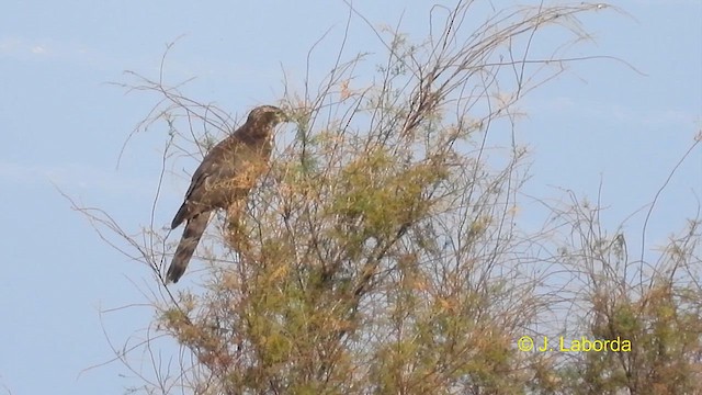 Eurasian Sparrowhawk - ML610816856