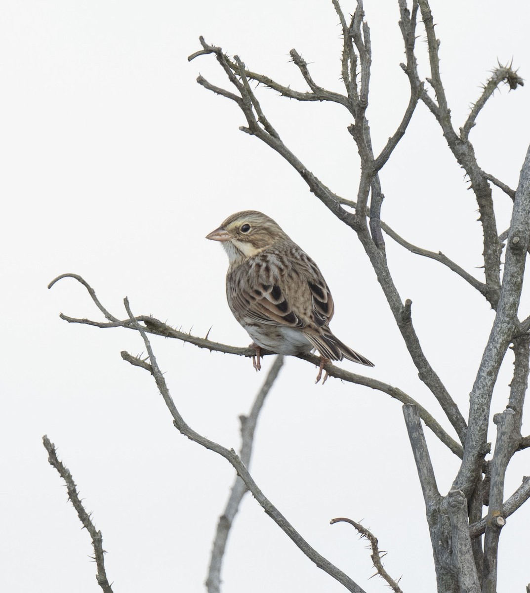Savannah Sparrow - ML610816865