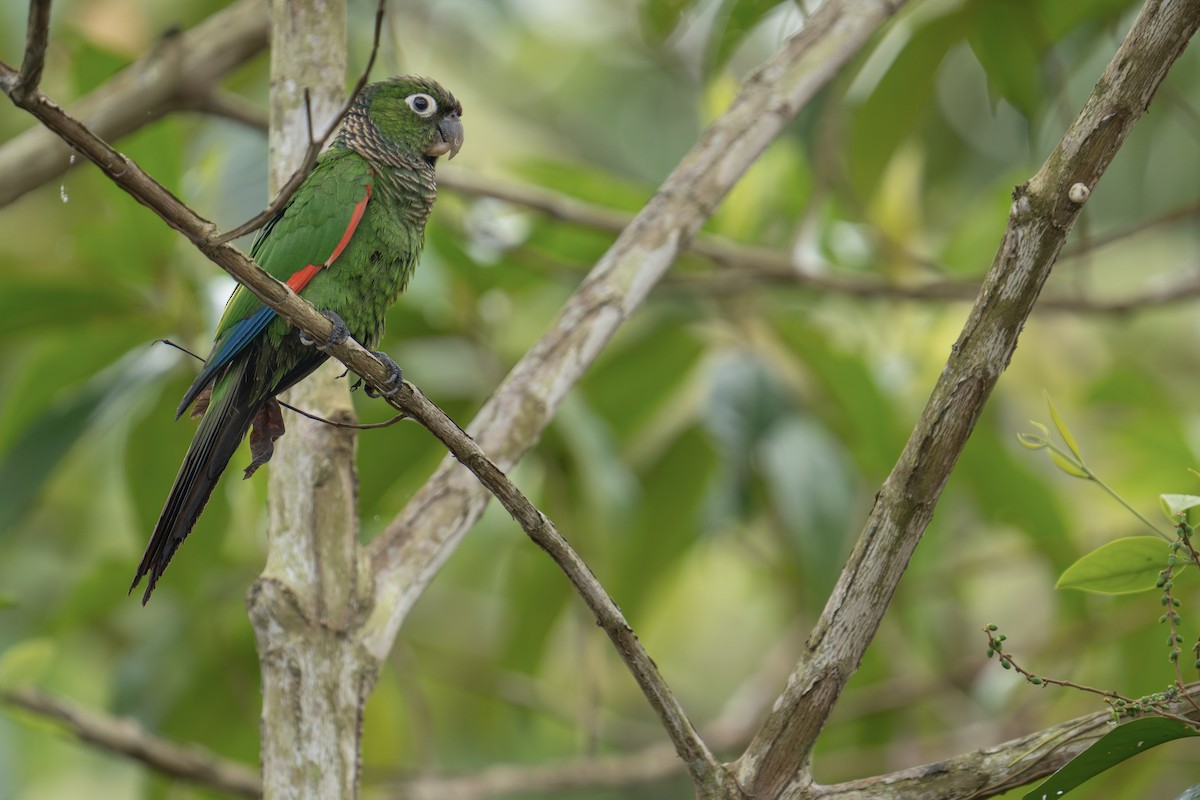 Maroon-tailed Parakeet - ML610816904