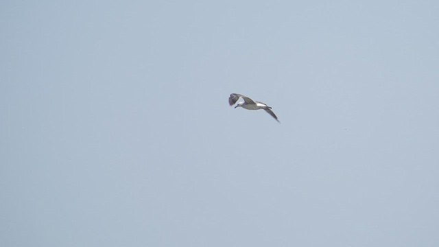 Lesser Black-backed Gull (Heuglin's) - ML610816928