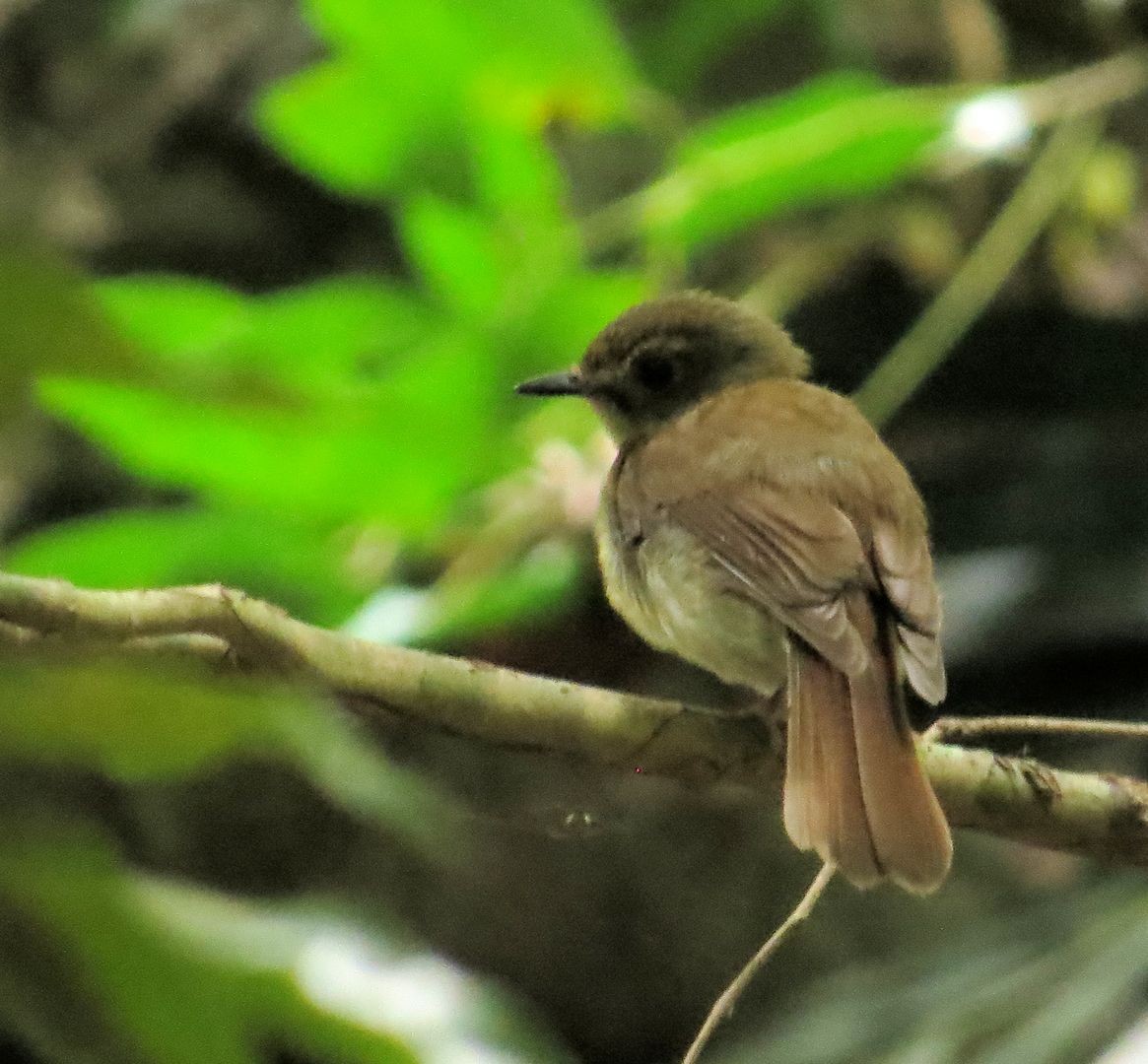 Fulvous-chested Jungle Flycatcher - ML610816993