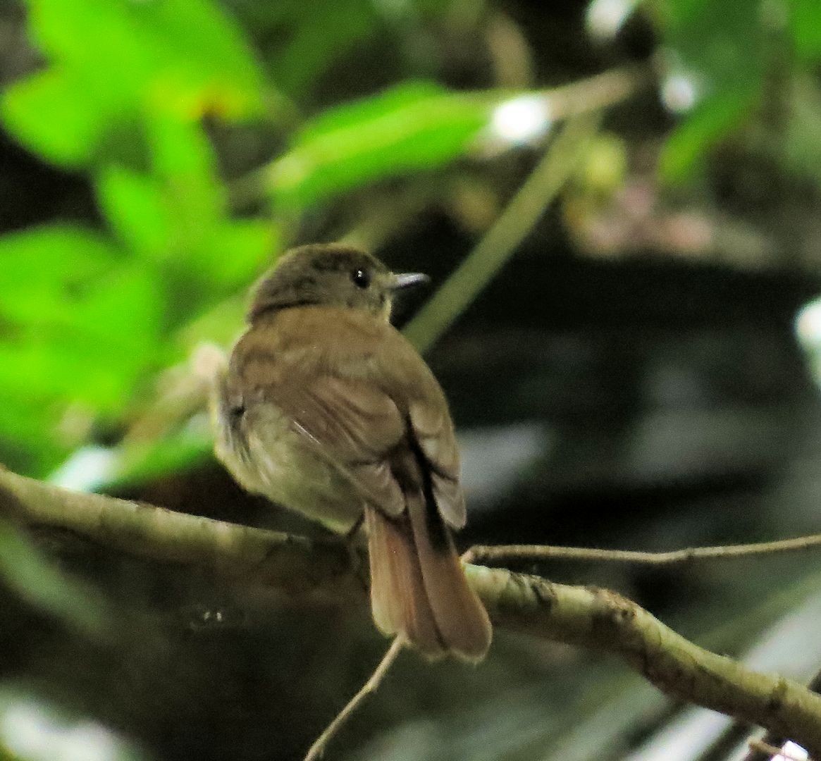 Fulvous-chested Jungle Flycatcher - Brian Stone