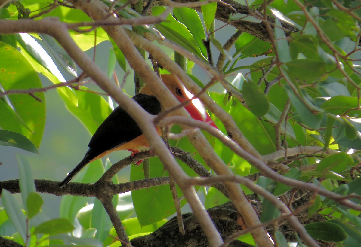 Brown-winged Kingfisher - ML610817017