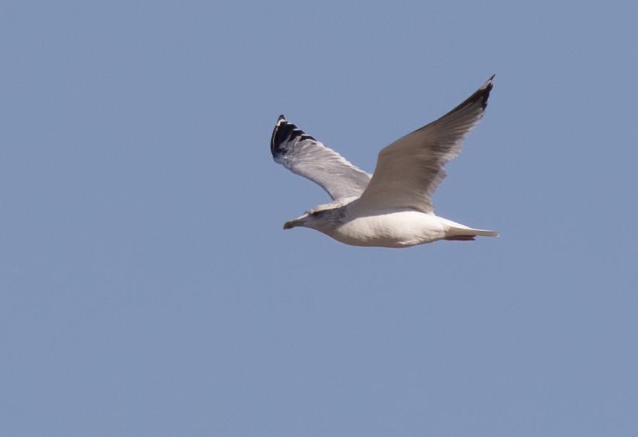 Herring Gull (Mongolian) - ML610817189