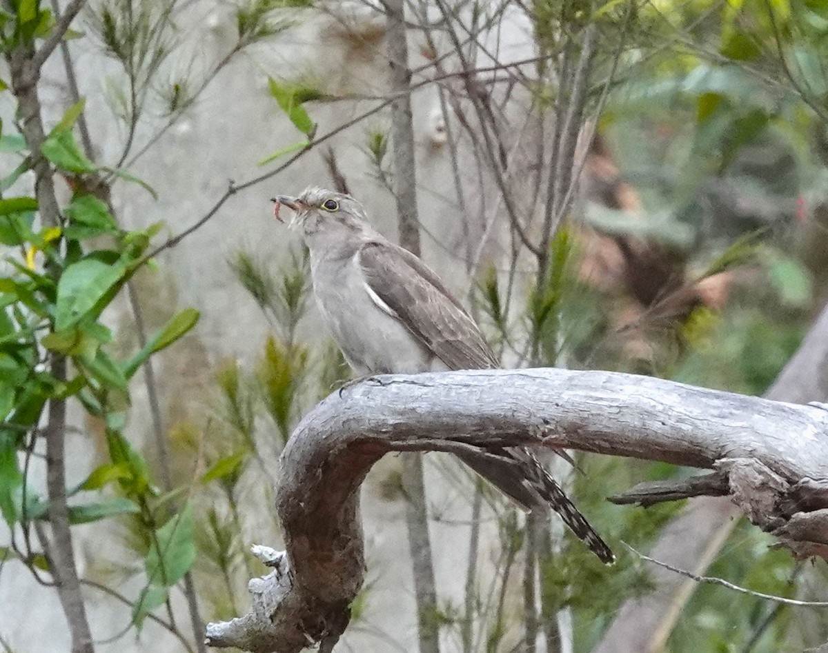 Ebird Checklist Nov Orchard Rd Dam Near Scenic Rd Redland Bay Species