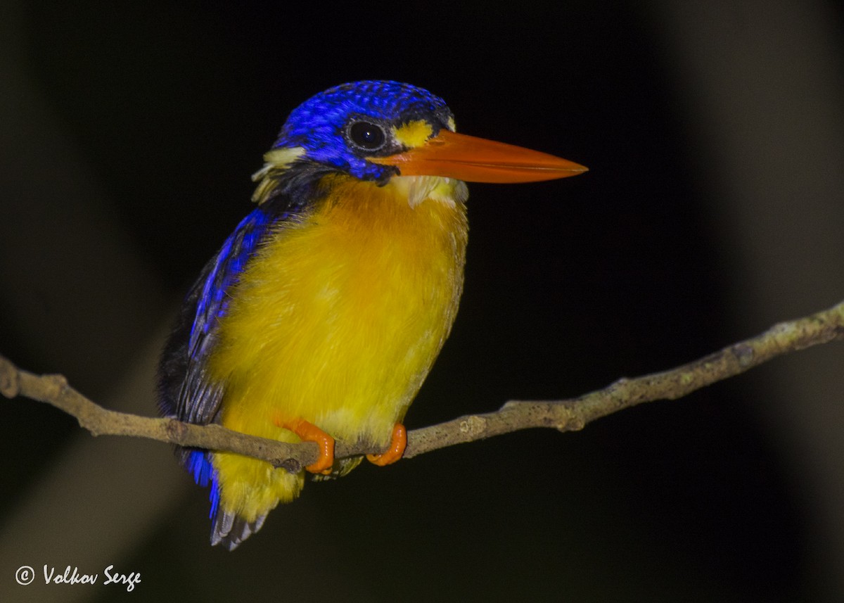 Moluccan Dwarf-Kingfisher (North Moluccan) - Volkov Sergey