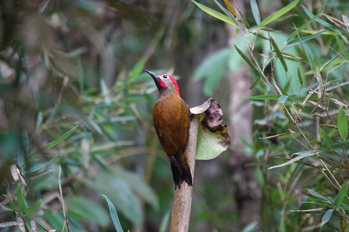 Golden-olive Woodpecker - Juan Pablo Arboleda