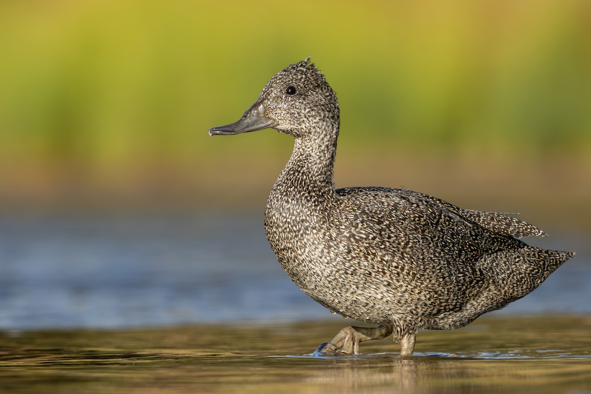Freckled Duck - ML610818507