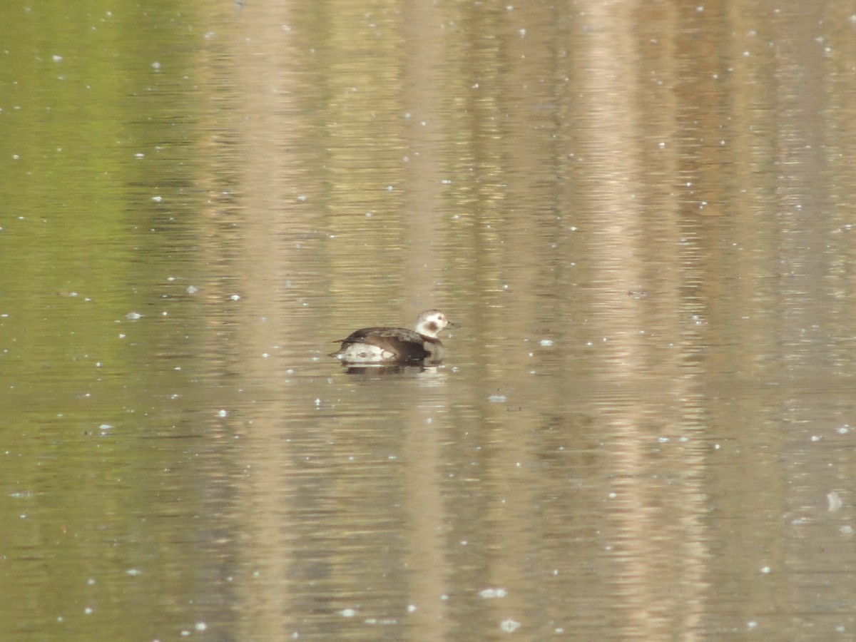 Long-tailed Duck - ML610818830