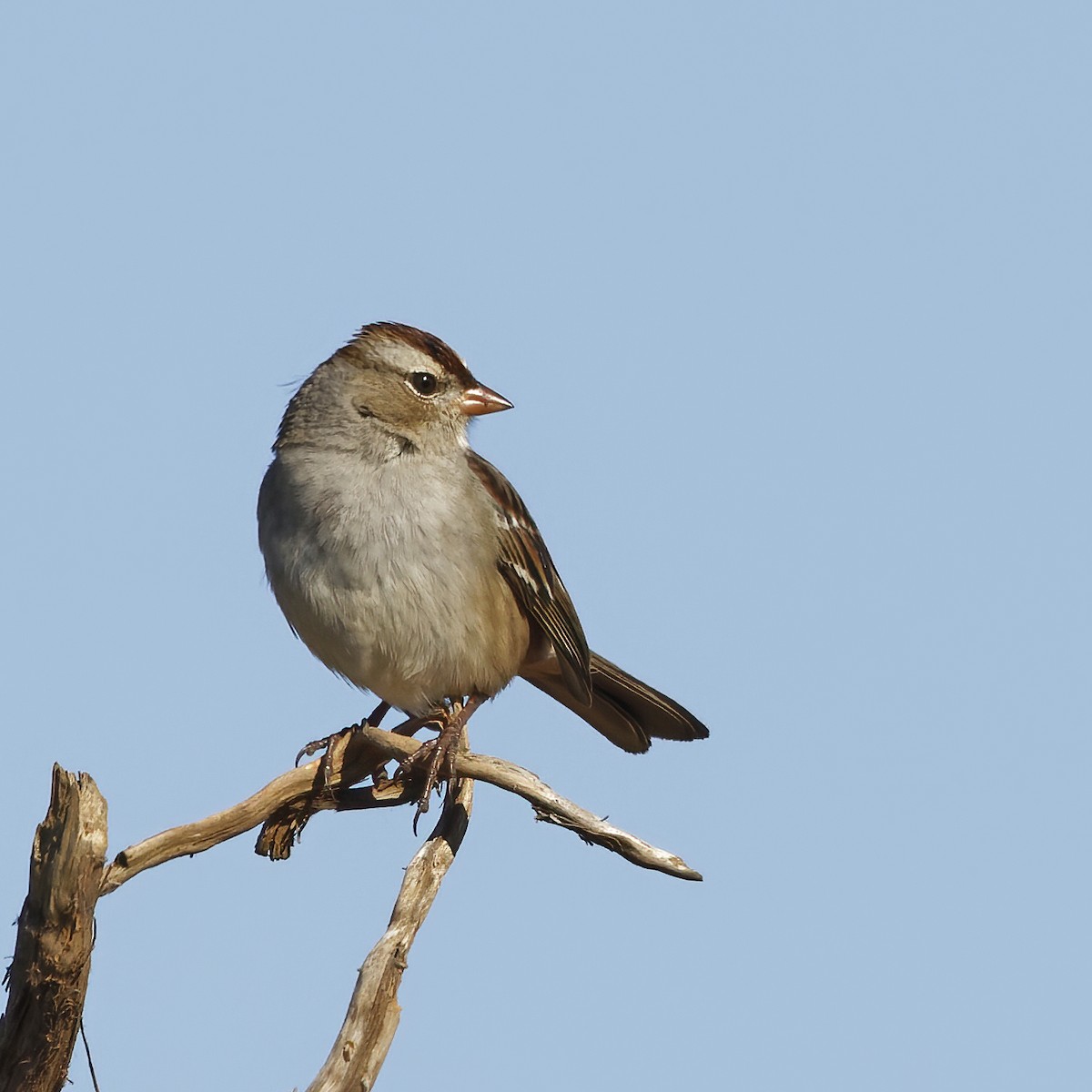 White-crowned Sparrow - ML610819470