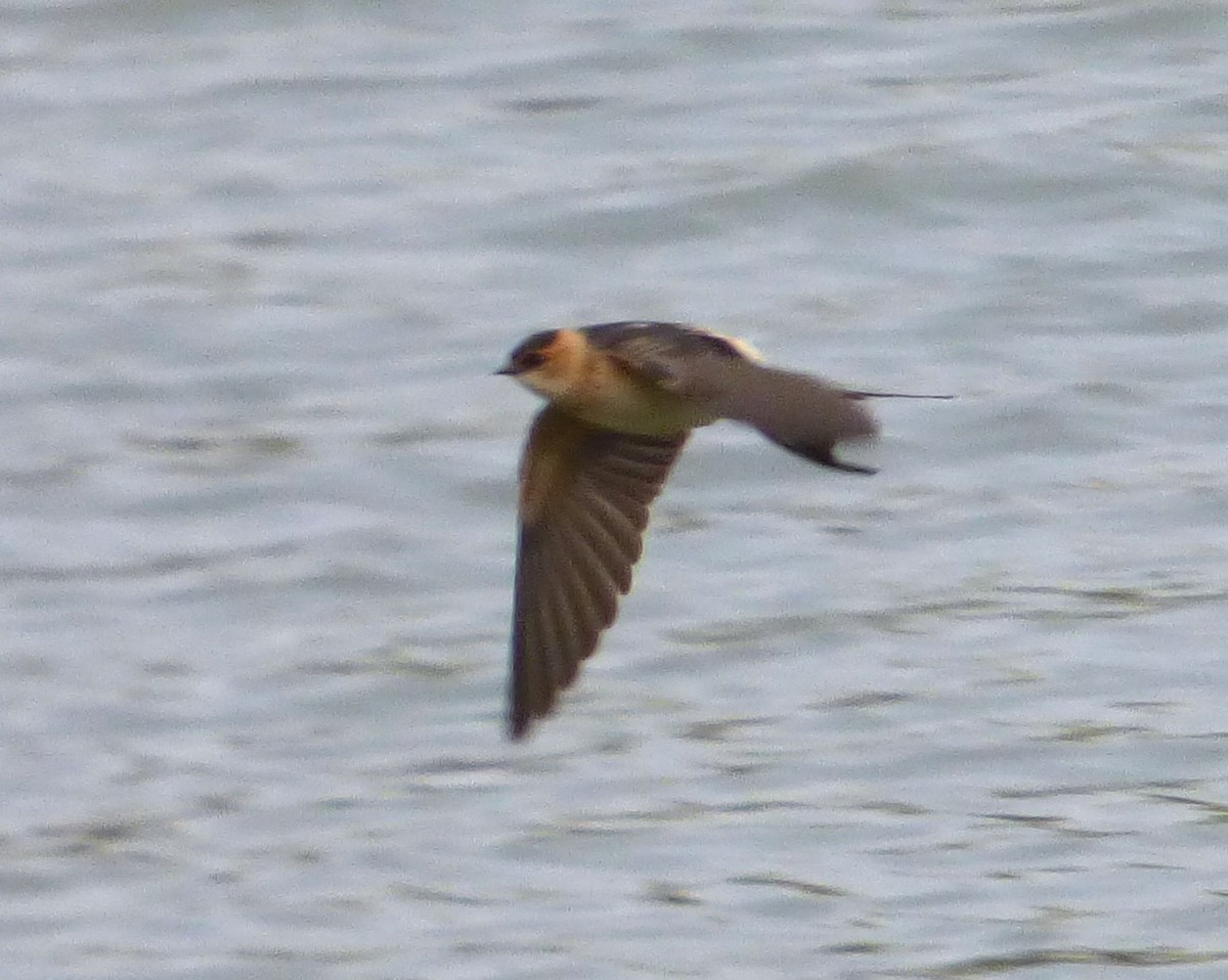 Red-rumped Swallow - ML610819624