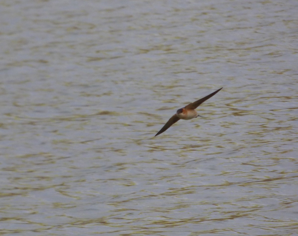 Red-rumped Swallow - ML610819630