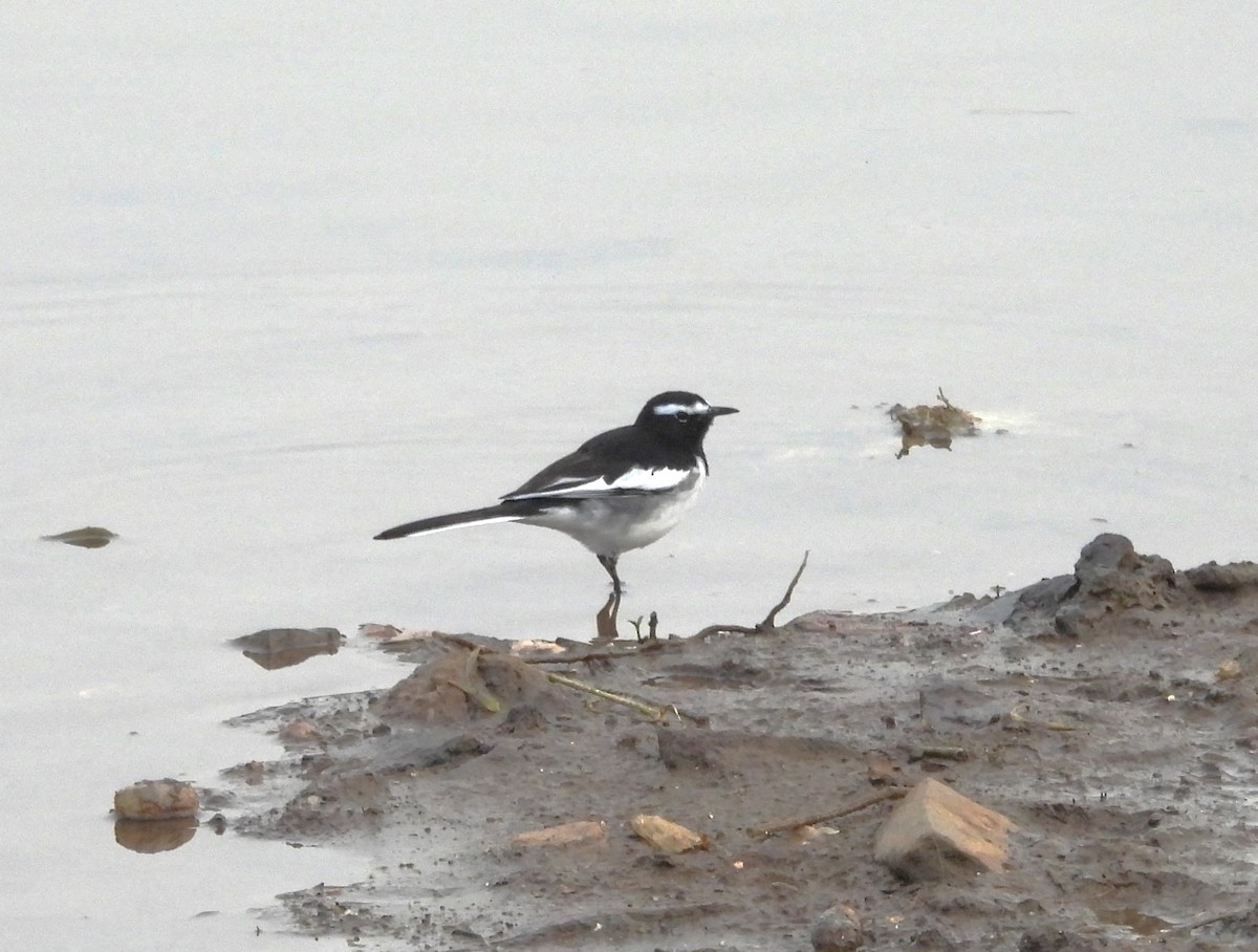 White-browed Wagtail - ML610819969