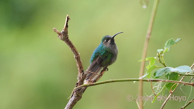 kolibřík azurovoprsý - ML610820020